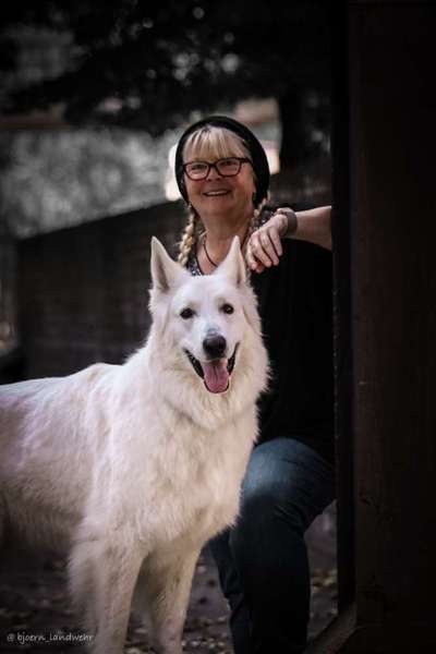 Weisse Schäferhunde-Beitrag-Bild