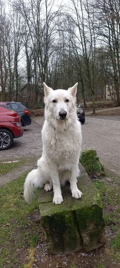 Weisse Schäferhunde-Beitrag-Bild