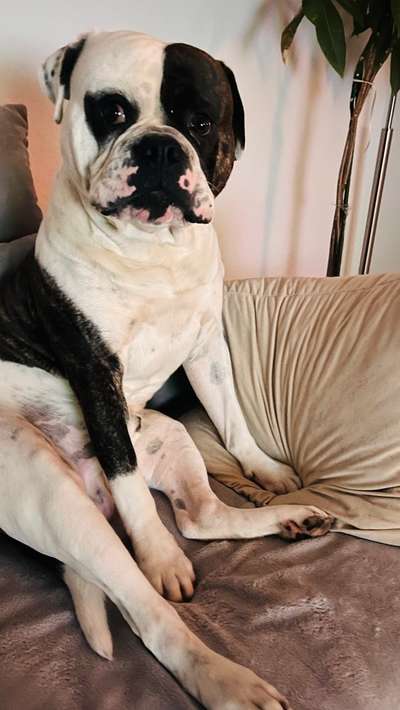Wo sind meine AMERICAN BULLDOGS?-Beitrag-Bild