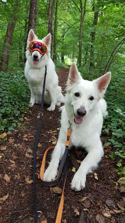 Die Dogorama Kalender Challenge Teil 3/4-Beitrag-Bild