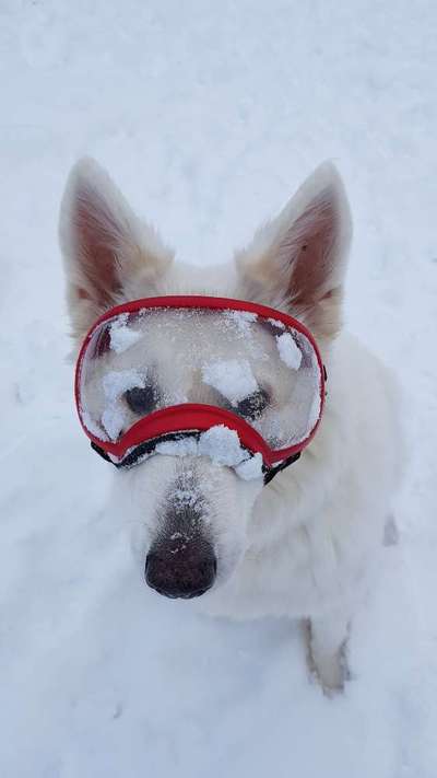 Die Dogorama Kalender Challenge Teil 2/4-Beitrag-Bild