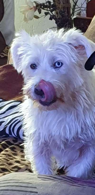 Dogorama Photo Challenge - Hundeblick zum hinschmelzen-Beitrag-Bild