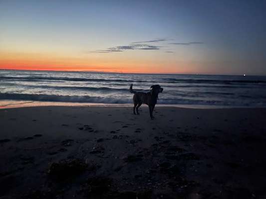 Dogorama Foto Challenge - Dämmerung-Beitrag-Bild