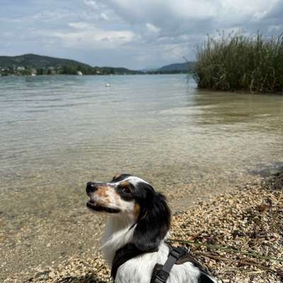 Hundetreffen-Kleines Hundetreffen-Bild