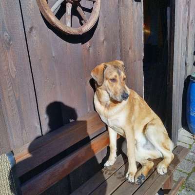 Hundetreffen-Junghund sucht Freunde in und um Starnberg-Bild