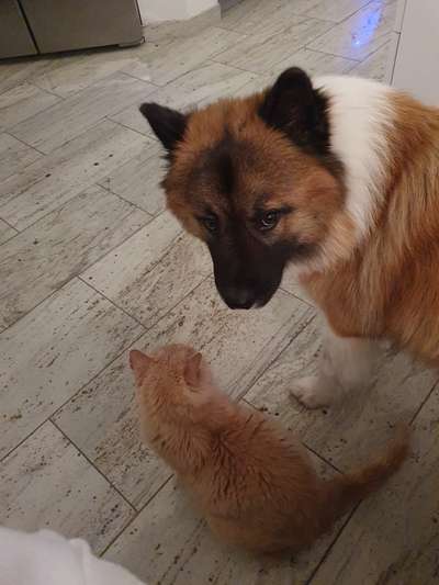 FOTOCHALLENGE 68: Dein Hund und sein bester Freund-Beitrag-Bild