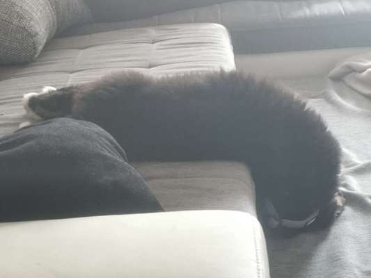 Zeigt mir die lustigsten Schlafpositionen eurer Fellnasen-Beitrag-Bild