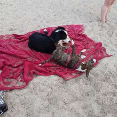 Hundetreffen-Verspielte Treffen-Bild