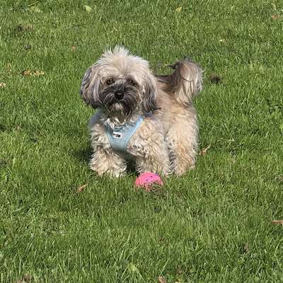 Hundetreffen-Reutlingen Kreuzeiche-Bild