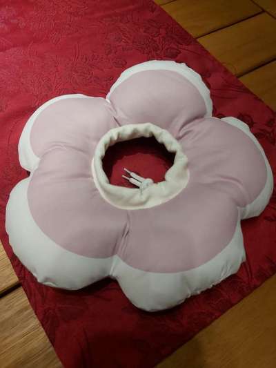 Beinbruch Post Op Zwergspitz-Beitrag-Bild