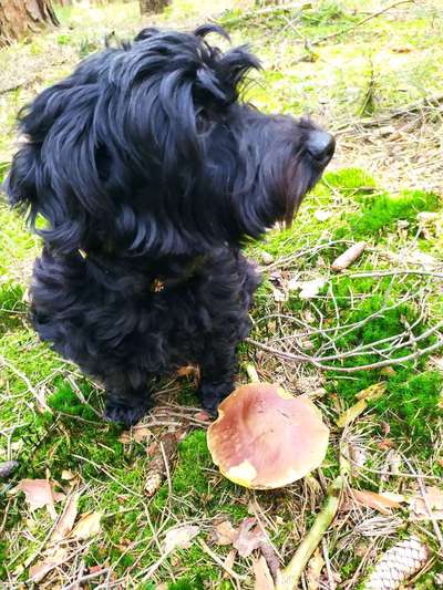 Die Dogorama Kalender Challenge Teil 1/4-Beitrag-Bild