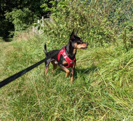Hundetreffen-Gassi gehen und spielen-Bild