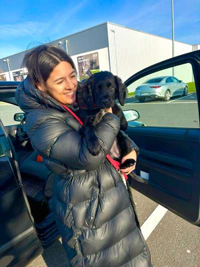 Hundetreffen-Welpentreffen in Solingen (Umgebung)-Bild