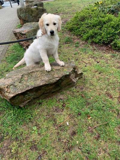 Wo sind die Golden Retriever Liebhaber?-Beitrag-Bild