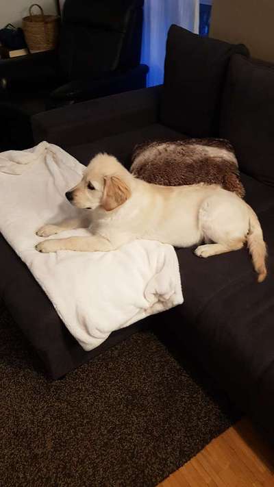 Wo sind die Golden Retriever Liebhaber?-Beitrag-Bild