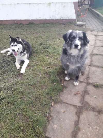 Bikejöring-Beitrag-Bild