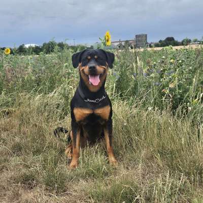Hundetreffen-Trainingspartner-Bild