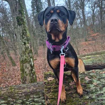 Hundetreffen-Gassi und Spielpartner Gesucht!-Bild