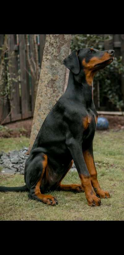 Welpen Bilder !-Beitrag-Bild