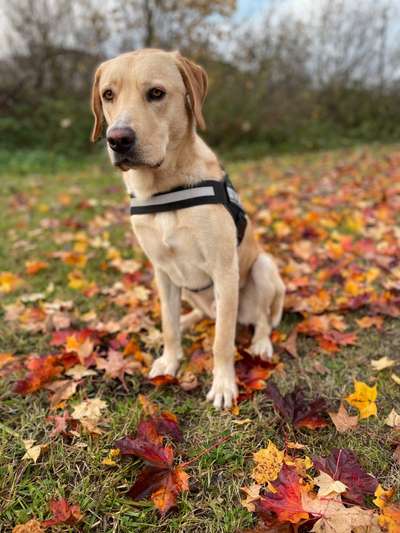 Labradorfans-Beitrag-Bild