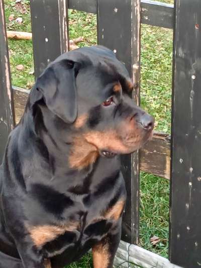 Brachycephale Hunderassen-Beitrag-Bild