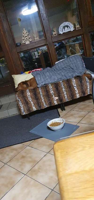 Rhodesian Ridgeback-Beitrag-Bild