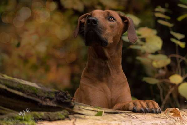 Die Dogorama Kalender Challenge Titelbild-Beitrag-Bild