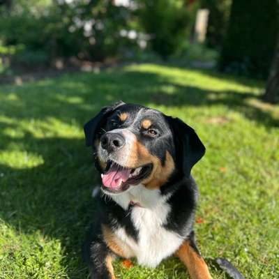 Hundetreffen-Gassi und Spielfreunde-Bild