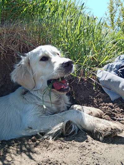 Handy Foto Challange Nr. 46  Happy Dog-Beitrag-Bild