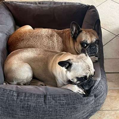 Hundetreffen-Meine beiden Hündinnen suchen Hundekumpels für gemeinsame Spaziergänge/Spieletreffen-Bild