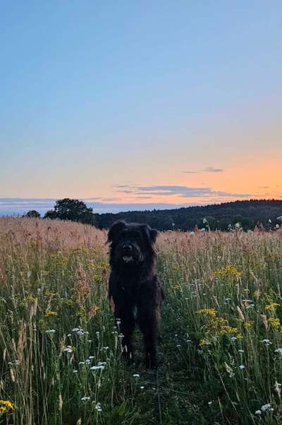 Hundetreffen-Freunde für Frido!-Bild