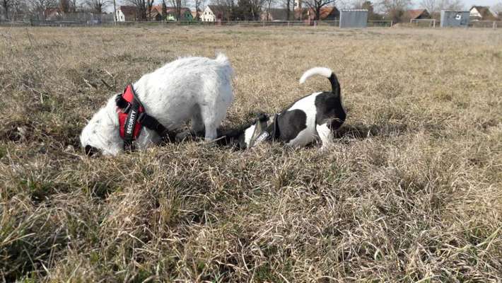 Comedyprogramm Hund:-Beitrag-Bild