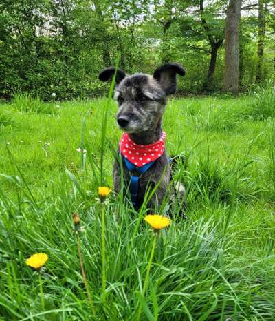 34. Farben-Challenge: Punkte - Punkte - Pünktchen-Beitrag-Bild