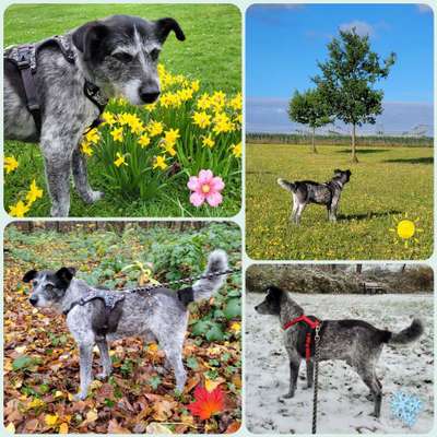 55.Fotocollagen  Challenge  4 Jahreszeiten-Beitrag-Bild