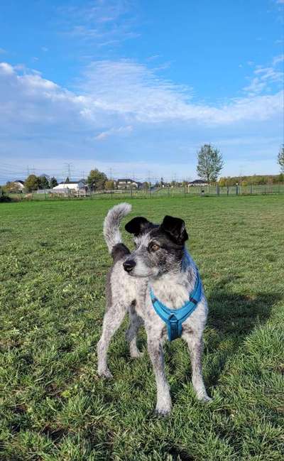 156. Fotochallenge *** DEIN HUND UND DIE WUNDERSCHÖNEN WOLKEN ***-Beitrag-Bild