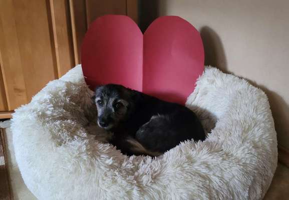 67. Handy Foto Challenge: Rotes Herz-Beitrag-Bild