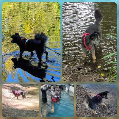 51.Collagen Challenge: Wasserhunde-Beitrag-Bild