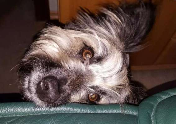 Dogorama Photo Challenge- Aufmerksamkeit bitte!-Beitrag-Bild