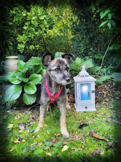 Dogorama Photo Challenge - Licht-Beitrag-Bild