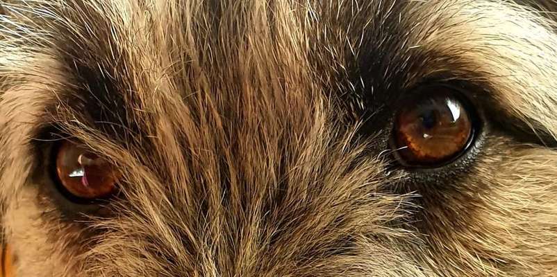 150. Foto Challaenge:  Die Augen, der Spiegel der Seele-Beitrag-Bild