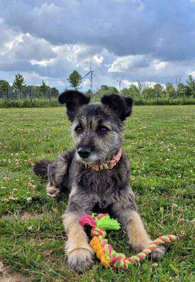 156. Fotochallenge *** DEIN HUND UND DIE WUNDERSCHÖNEN WOLKEN ***-Beitrag-Bild