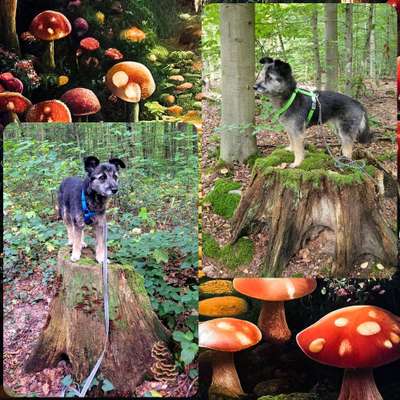 59. Foto-Collagen- Challenge: Pilze-Beitrag-Bild