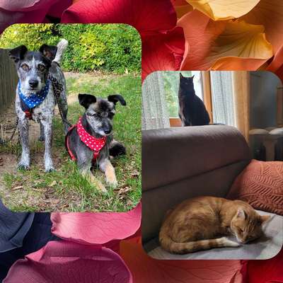 Silke 🧑‍🦳's Profilbild