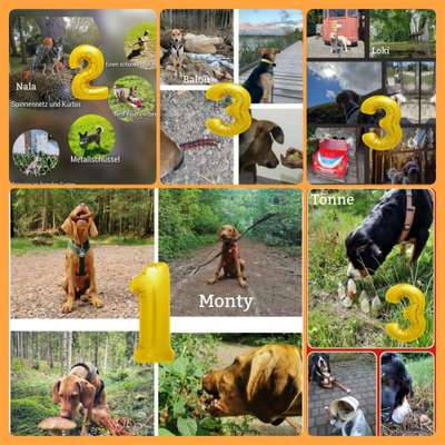 50. Collage Challenge - Fundstücke auf der Gassirunde-Beitrag-Bild