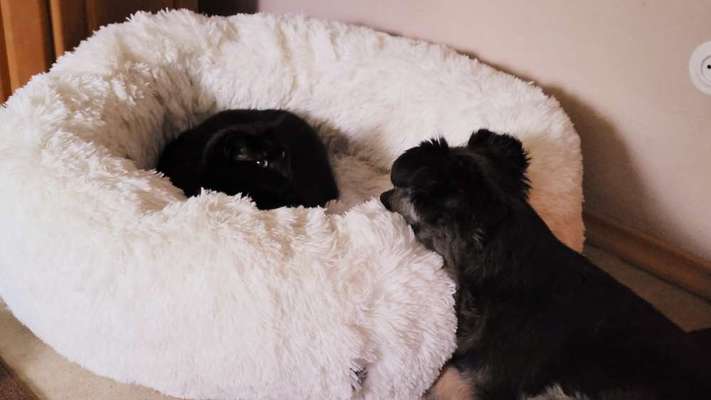 154. FotoChallenge * AUFS BILD GEMOGELT *-Beitrag-Bild