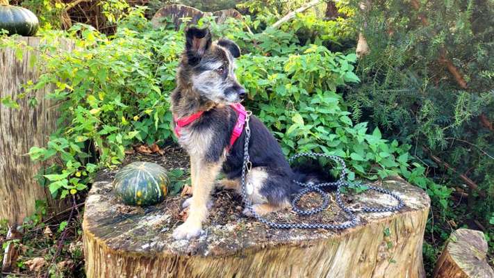 33.Farben Challenge: 
Thema Herbstfarben-Beitrag-Bild