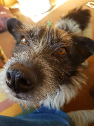 Dogorama Photo Challenge- Aufmerksamkeit bitte!-Beitrag-Bild