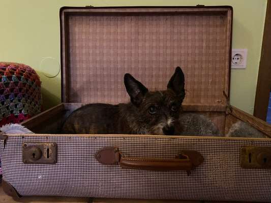 FOTOCHALLENGE 70 - Dein Hund im Auto-Beitrag-Bild