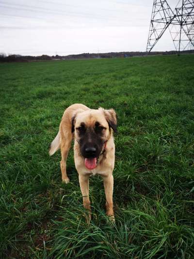 Mischlingshunde Foto Aufruf-Beitrag-Bild