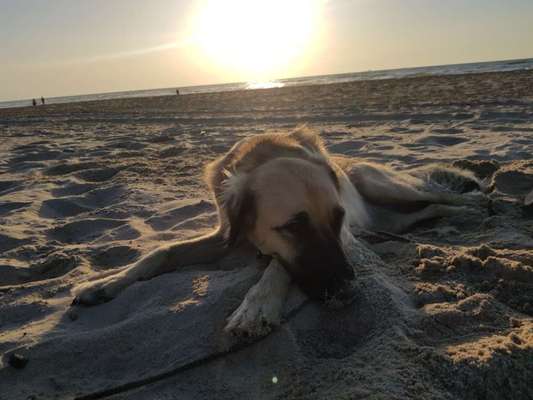 Mischlingshunde Foto Aufruf-Beitrag-Bild